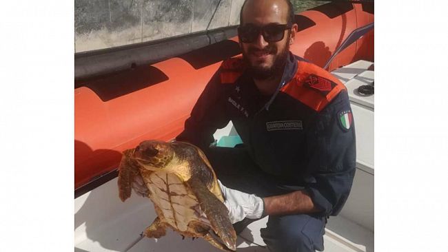 Castellammare del Golfo, recuperate tre tartarughe: solo una è viva