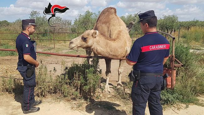 Castelvetrano: azienda agricola con specie pericolose e protette senza documentazioni 