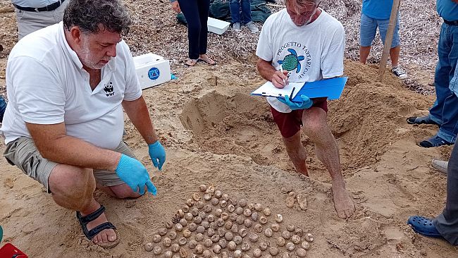 Settecento tartarughe caretta caretta sono nate quest'estate sulle coste trapanesi