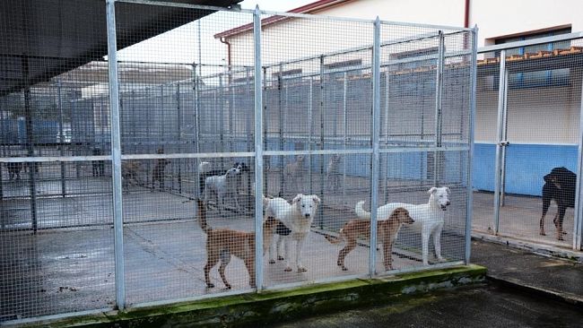 Mazara, “Randagismo: Tempo di soluzioni” 