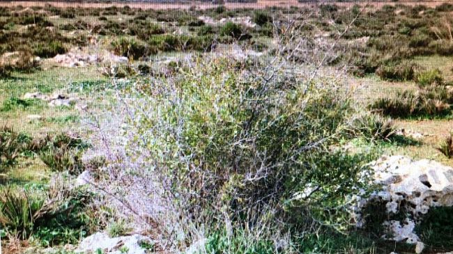 Mazara, ammesso dalla Regione progetto per area naturalistica in c/da Affacciata. Investimento da 3mln euro