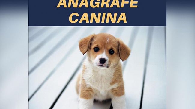 Lotta al randagismo, a Petrosino microchippati 50 cani in tre mesi