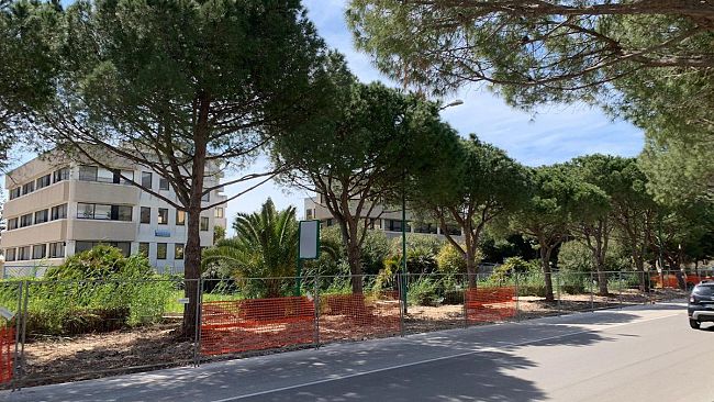 Trapani, lavori in via Virgilio: alcuni alberi saranno sostituiti