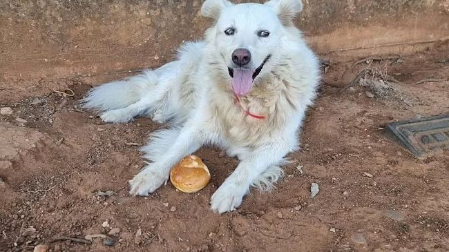 addio-a-bianca-la-mascotte-dellospedale-di-castelvetrano