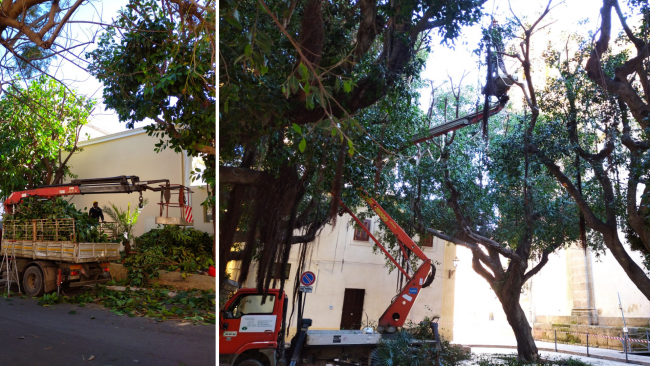 Verde pubblico, nuova piantumazione nelle vie Sibilla, Roma e sul Lungomare Boeo