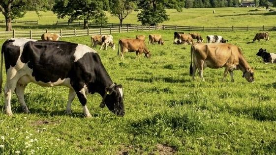 traguardo-storico-per-lasp-e-gli-allevatori-garantita-la-massima-sicurezza-per-i-consumatori-e-rilancio-per-lexport