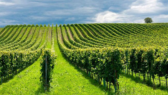 Agricoltura, interrogazione della senatrice Orrù su mancati pagamenti da parte di AGEA