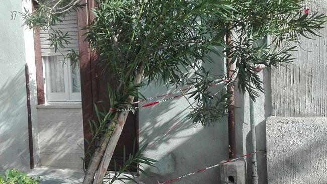Trapani, il forte vento piega un albero in Via Spalti.