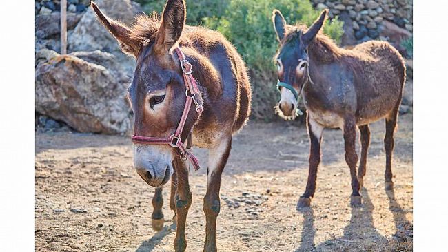 Rinascita dell'asino pantesco: al via il progetto per la riproduzione e la valorizzazione della specie