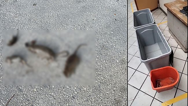 I.I.S.S“R. D’Altavilla”: ratti nei pressi della palestra, pioggia nei laboratori