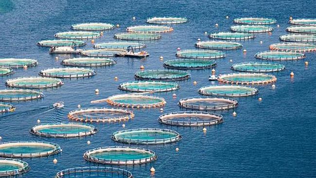 Regione Siciliana, Contributi per il settore Acquacoltura. Ecco i dettagli