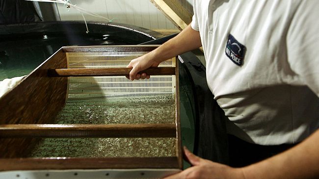Pesca, in Sicilia avviata la produzione dell’avannotto