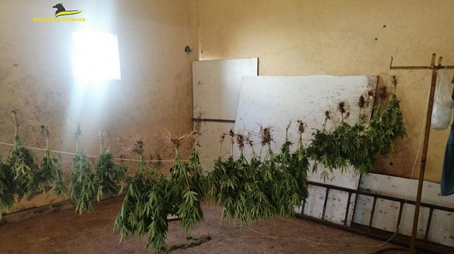 Mazara, GdF sequestra una piantagione di marijuana