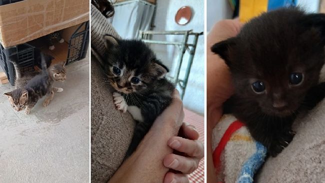 Mazara, rubati quattro gattini di meno di un mese: la denuncia di una coppia