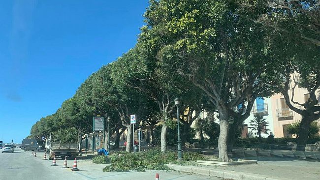 Potati tutti gli alberi della