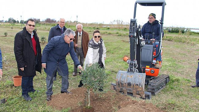 Piantati a Salinella trenta alberi di ulivo donati dal Rotary Club di Marsala