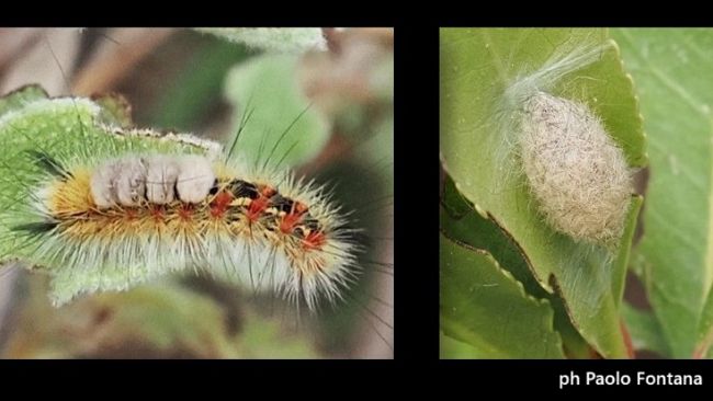 Pantelleria, falena Orgyia trigotephras: il Parco Nazionale ricorda gli accorgimenti per gli escursionisti nei sentieri