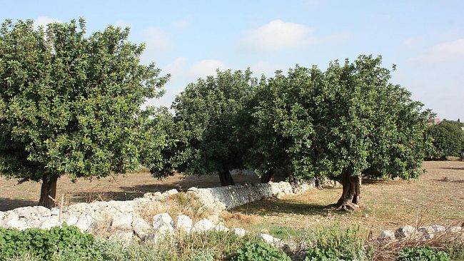 Ultime della sera: “Carrubi”