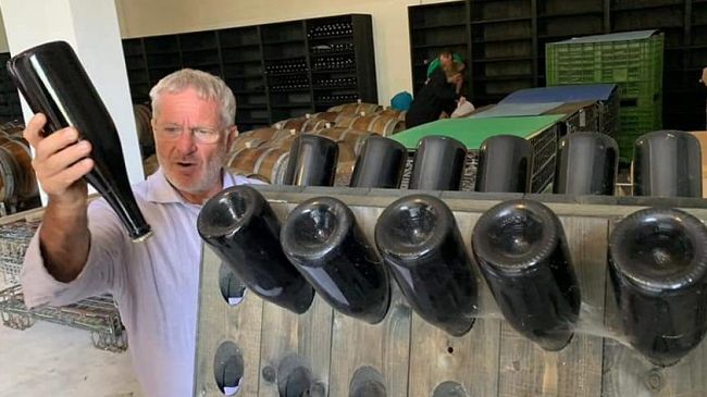 700mila euro di raccolto di uva  perso a causa dei cinghiali,