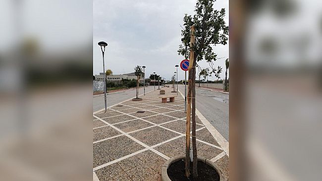 Nuovi alberi piantati sul territorio di Petrosino
