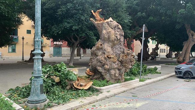 ​Trapani, si spezza un albero in viale Duca d’Aosta