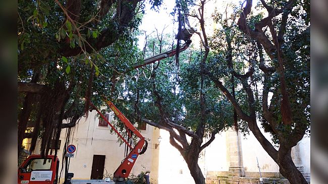 Verde pubblico. Nuove piantumazioni in diverse vie della città