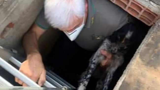 Pantelleria, cane gettato in una cisterna viene salvato dalla Forestale