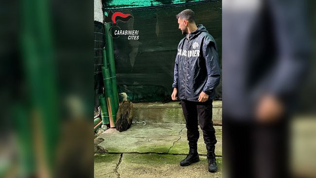 Marsala, soccorso un grifone euroasiatico in difficoltà