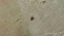 Sanità a Castelvetrano e Mazara: scarafaggi presenti…Assessore Gucciardi assente?