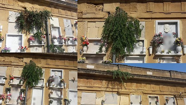 Mazara, Cimitero comunale: loculi “arredati a verde”, anche capperi… La segnalazione di un cittadino