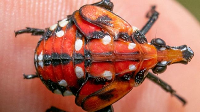 Agricoltura e non solo: allarme lanterna maculata