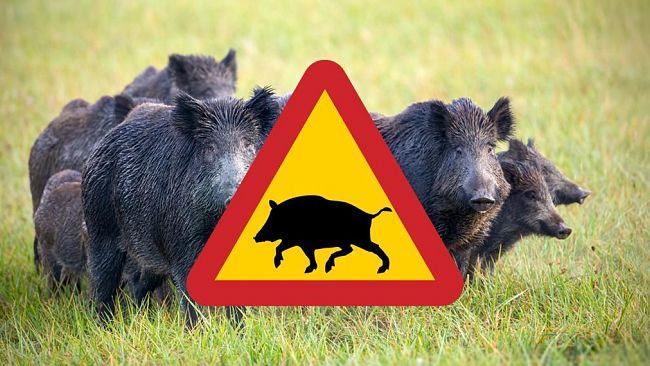 Castellammare, emergenza cinghiali: richiesta intervento