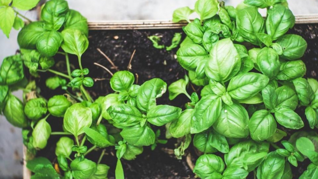 Ultime della sera: “Ode al Basilico” 