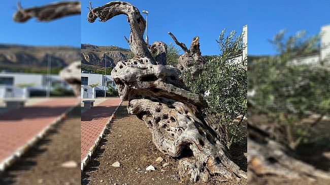 Un albero d’ulivo simbolo di contrada Roccaforte