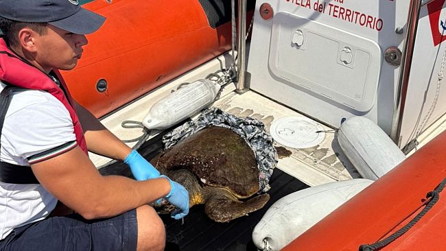 ​Esemplare di Caretta Caretta salvato nelle acque della Riserva dello Zingaro