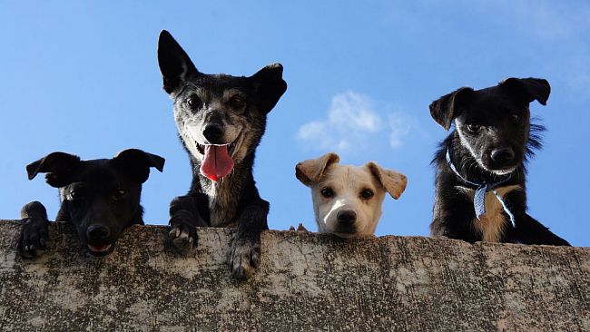 Calatafimi, al via all’iniziativa “Un cucciolo per Amico”