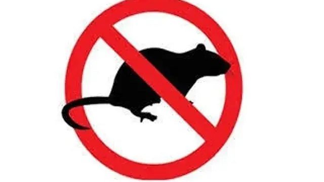 Erice, ​chiarimenti sulla derattizzazione nelle scuole