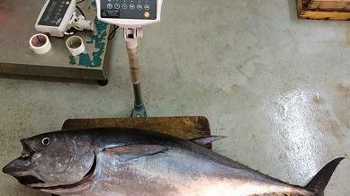 Sequestrati a Mazara 14 esemplari di Tonno Rosso pescato illegalmente