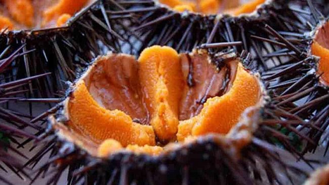 Mazara, sequestrati 300 ricci dalla Guardia Costiera, poi rigettati in mare