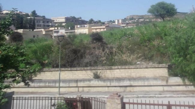 Topi in casa e zecche in giardino. La denuncia di una cittadina: “Si faccia qualcosa, non possiamo vivere così”