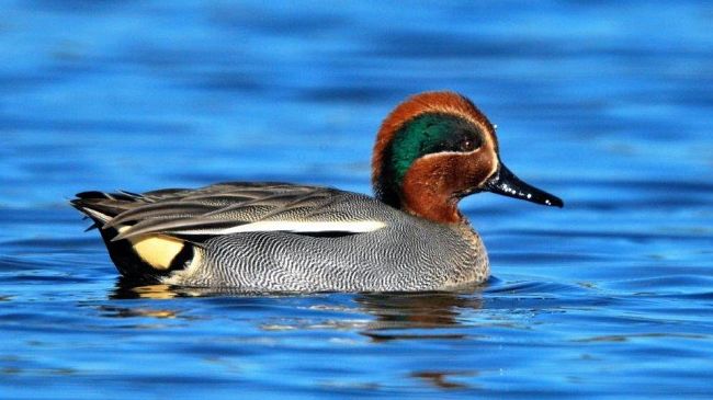 Mazara, al Civic Center le fotografie del naturalista Enzo Sciabica  