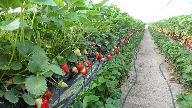 A Marsala il 3° Simposio su Fragola e Piccoli Frutti con una giornata di formazione per i produttori marsalesi