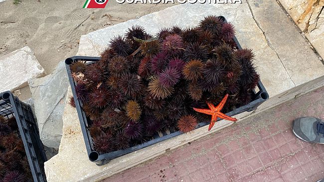 Trapani, sequestrati dalla Capitaneria di Porto 300 esemplari di riccio di mare “sottomisura”