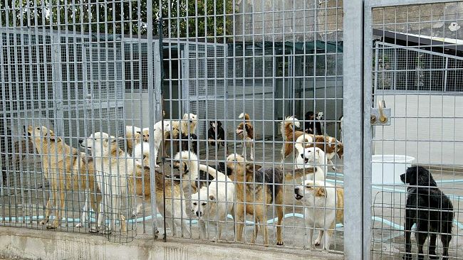Trapani, il canile della discordia agita l’opinione pubblica