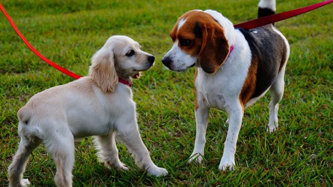 Vita, randagismo e sicurezza: stretta sui controlli per i proprietari di cani