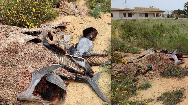 Resti di tonno e gambero a Torretta Granitola, al confine fra Mazara-Campobello