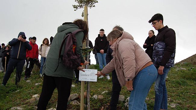 Alberi di carrubo in ricordo di Aldo e Gianluca