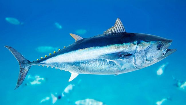 Nino Accetta (Fedagripesca Sicilia) su Decreto “Tonno Rosso”