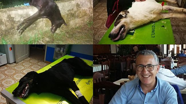 VIDEO – Mazara, avvelenati 3 cani, uno è morto. In loro soccorso Enzo Silaco. Il racconto