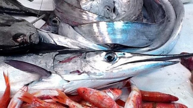 A Favignana una giornata dedicata al pesce azzurro con l’iniziativa “L’augghia pesce povero, ricchezza  del Mediterraneo”.